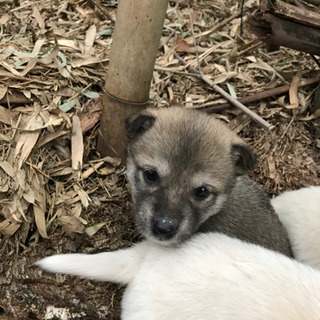 仔犬の里親募集　6匹全て終了しました。