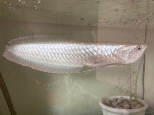 (決まりました)シルバーアロワナ