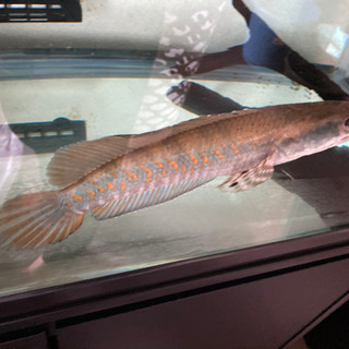 (決まりました)スネークヘッドチャンナプルクラ肉食魚