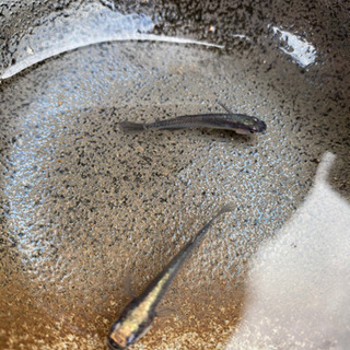 極ブラックめだか2匹【成魚】の画像