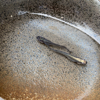 極ブラックめだか2匹【成魚】の画像