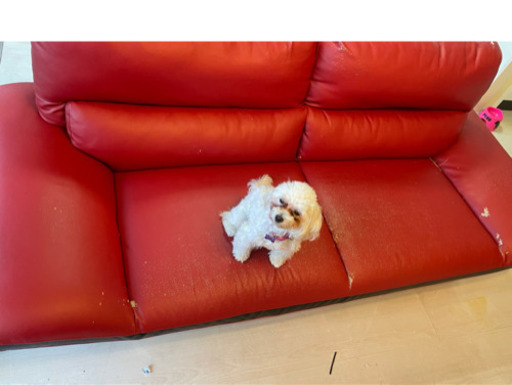 ３人掛け赤のソファ