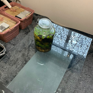 水槽など1式引き取り手募集 生物もいます。