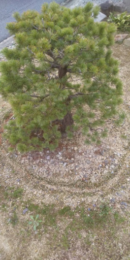 売ります 五葉松  引き取り限定 盆栽