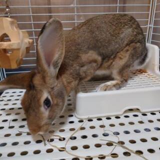 うさぎ 2匹 引き取っていただける方募集中
