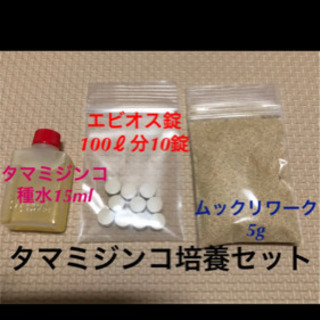 タマミジンコ培養セットの画像