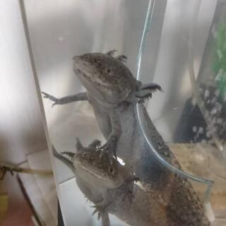 ウーパールーパーの卵
