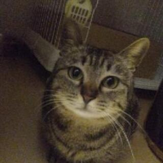オス猫(1歳)の飼い主さんを募集します。