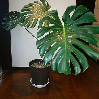 【取引成立しました】モンステラ　観葉植物