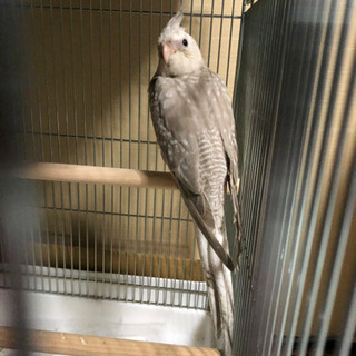 インコが脱走しました。