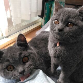 ブリティッシュショートヘア