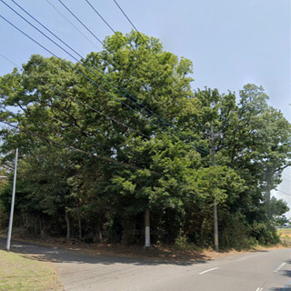 不要な樹木🌲を伐採/処分します(立木でも可)