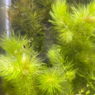 ミナミヌマエビ　10匹＋水草【潮見駅直接お渡し】次回8月30日以降お渡し可能の画像