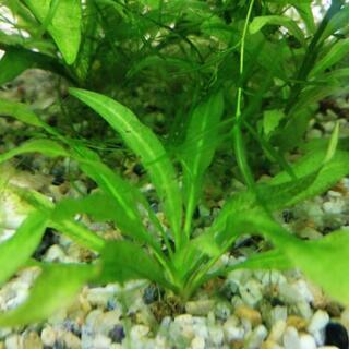 残り３株☆育成簡単!!水草アマゾンソード☆オマケあり