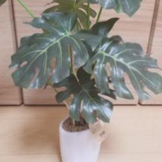 モンステラ