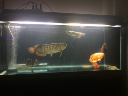 1200水槽、生体セット　引き取り限定