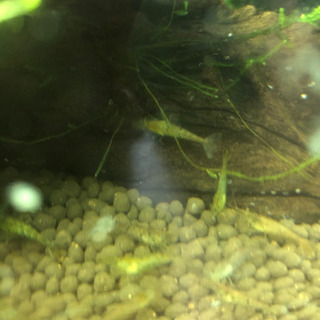 ミナミヌマエビ　65匹の画像