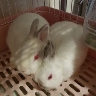 ネザーランドドワーフ女の子里親募集