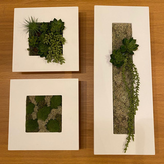 フェイクグリーン　壁掛け　多肉植物　モス　ウォールグリーンの画像