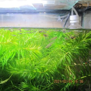 また増えました　アナカリス🌿🌿🌿🌿⑪の画像