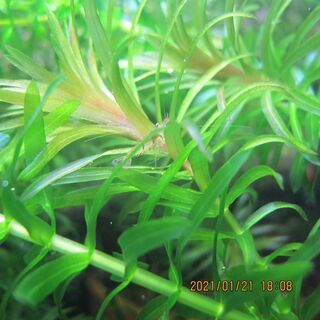 また増えました　アナカリス🌿🌿🌿🌿⑪の画像