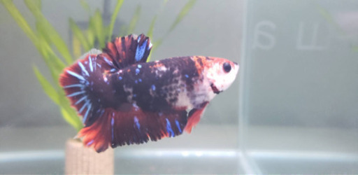 ★ショーベタ★プラカット★赤黒ギャラクシー★