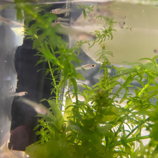 グッピー 稚魚 20匹