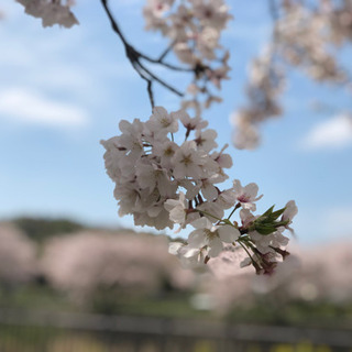 「さくら舞うマルシェ🌸」in ONE PARK