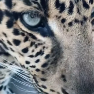 猫が好きな、人っていませんか？（動物全部好きな