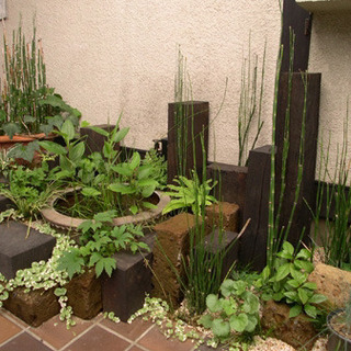 ※🌿アクアリウム水生植物◆トクサ（砥草）◇ビオトープ◆和風テイスト※の画像