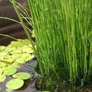 ※🌿アクアリウム水生植物◆トクサ（砥草）◇ビオトープ◆和風テイスト※の画像