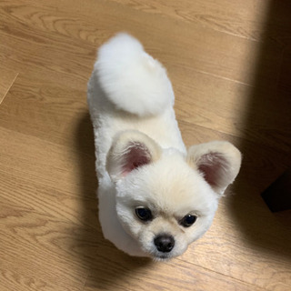 急募 - 里親募集