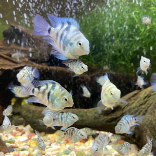 【熱帯魚】ブルータイガーパロット🐟産まれました！の画像