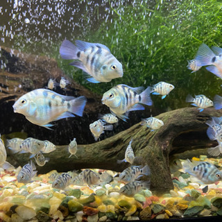 【熱帯魚】ブルータイガーパロット🐟産まれました！の画像