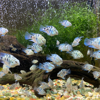 【熱帯魚】ブルータイガーパロット🐟産まれました！の画像
