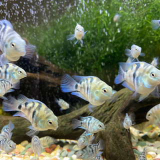 【熱帯魚】ブルータイガーパロット🐟産まれました！の画像