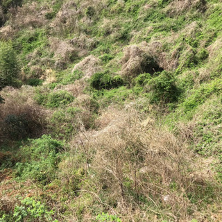 山