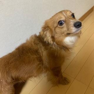 （急）里親募集