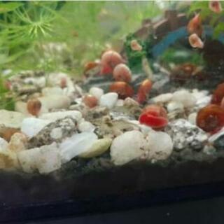 ② レッドラムズホーンお譲り致します5匹～😊👋おまけで、水草(約5本位)お付けします😊の画像