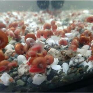 ② レッドラムズホーンお譲り致します5匹～😊👋おまけで、水草(約5本位)お付けします😊の画像