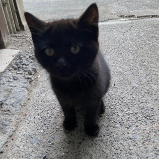 募集再開　黒猫　4ヶ月前後　男の子　※最後まで読んでください