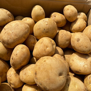 徳之島産　新じゃが　馬鈴薯ニシユタカ！　徳之島　1キロ