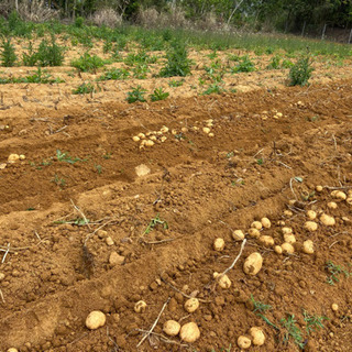 徳之島産　新じゃが　馬鈴薯ニシユタカ！　徳之島　1キロの画像