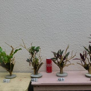 枯れ木に植物ー1