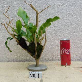 枯れ木に植物ー1の画像