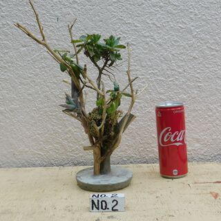 枯れ木に植物ー1の画像