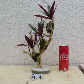 枯れ木に植物ー1の画像