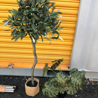 観葉植物　造花　綺麗です☆