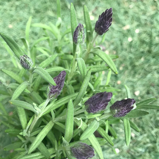 ラベンダー 2の画像