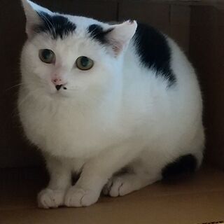 仲良し２匹で里子にでました♪白黒ましろさん　１０か月齢